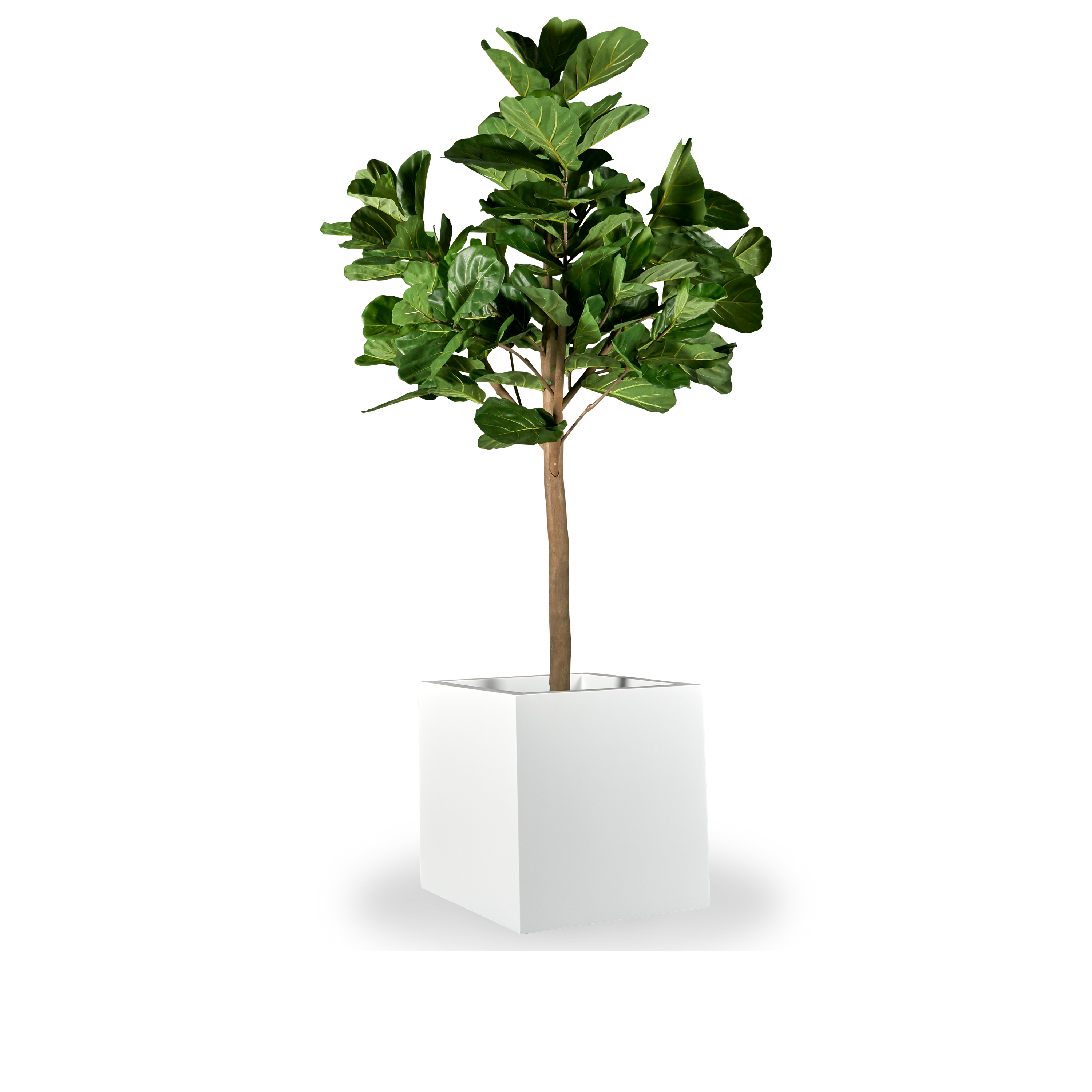 Square Planters