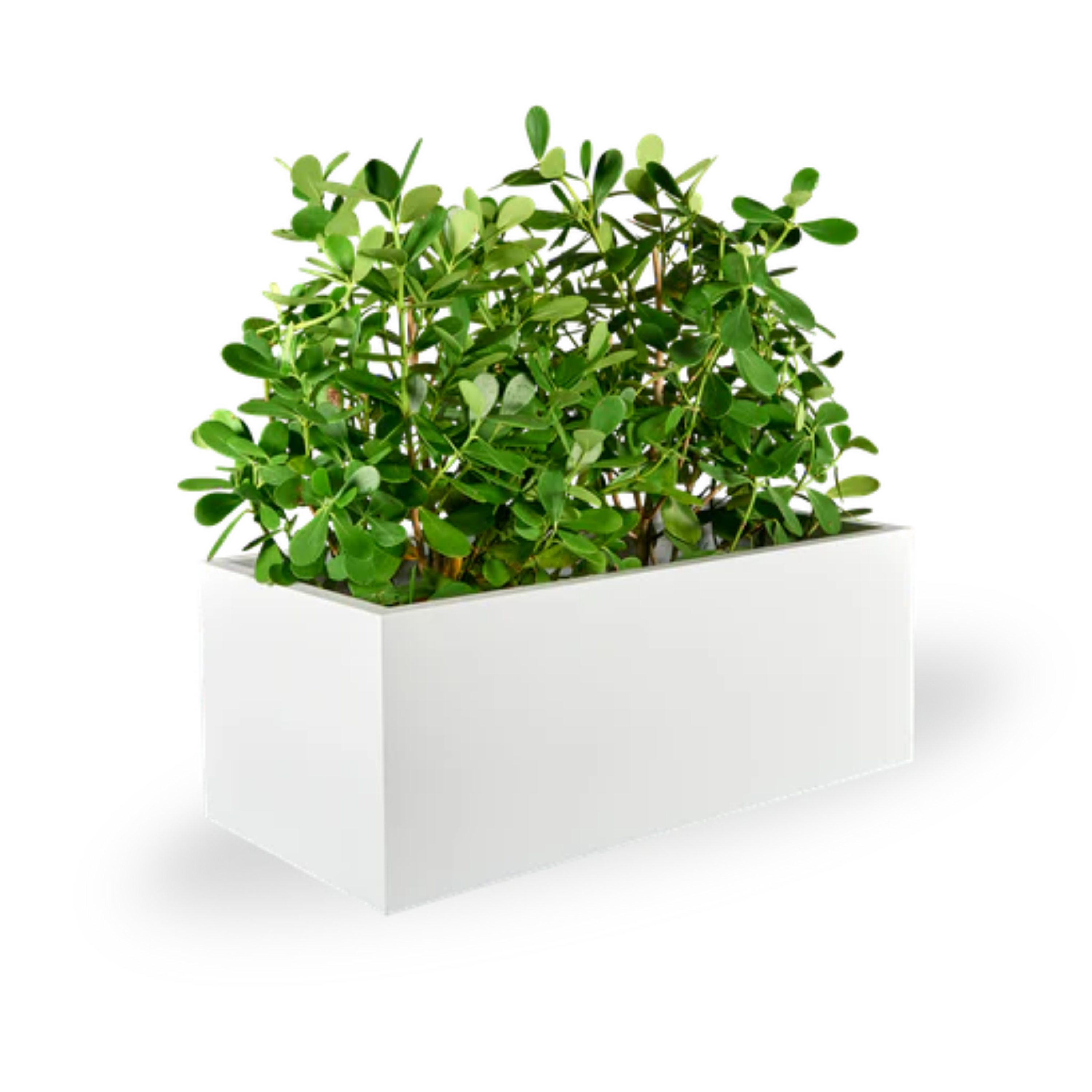Rectangular Planters