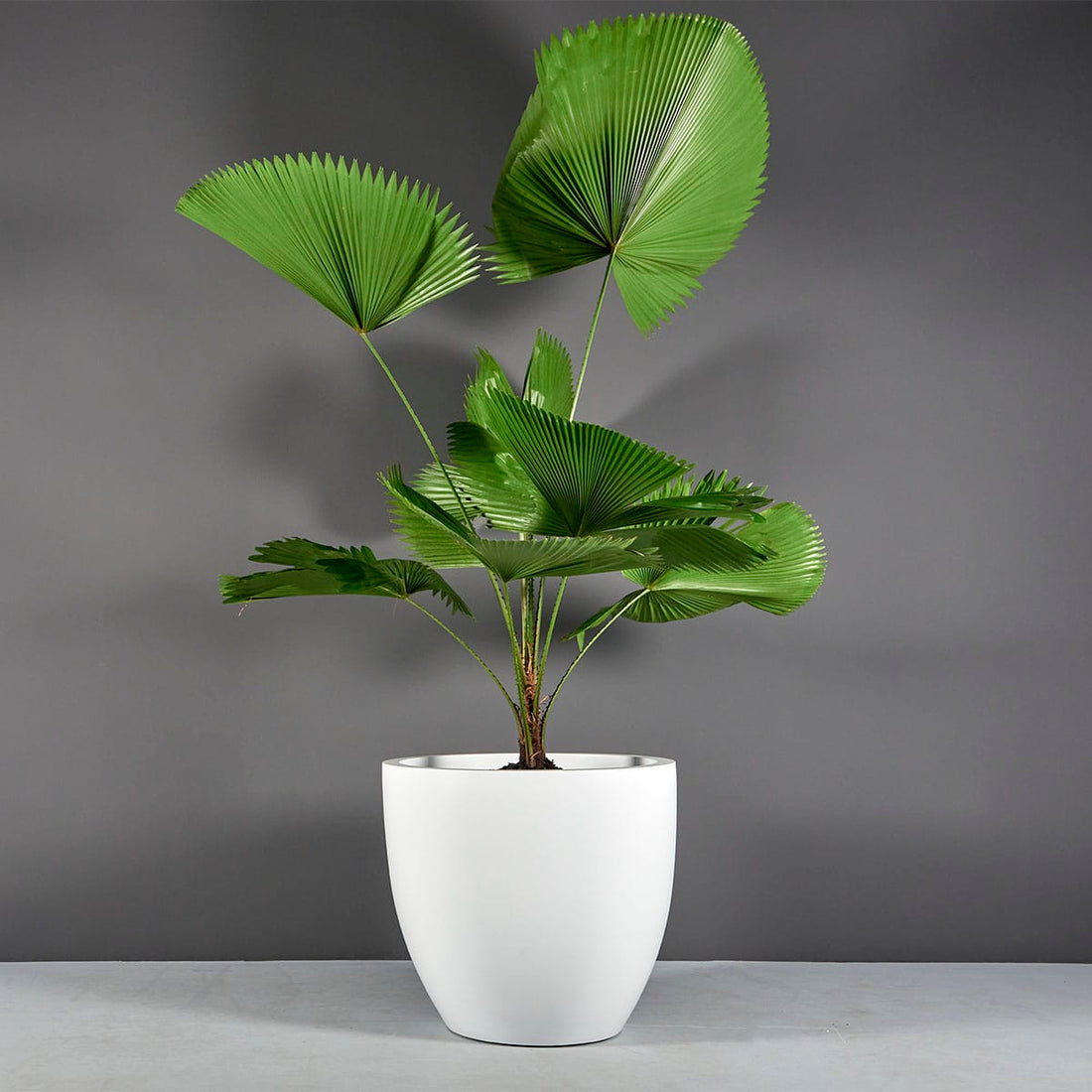 Wannsee Medium Round Planter
