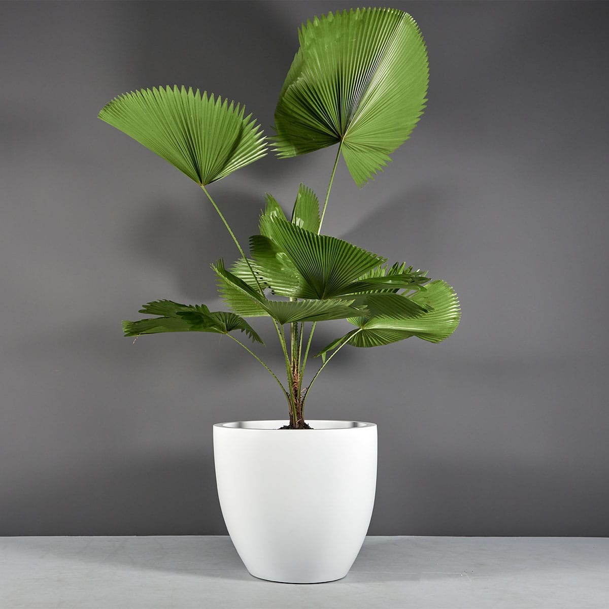 Wannsee Medium Round Planter