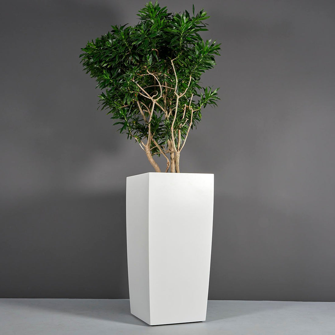 Toulan Modern Tall Tapered Square Planter Small/Medium